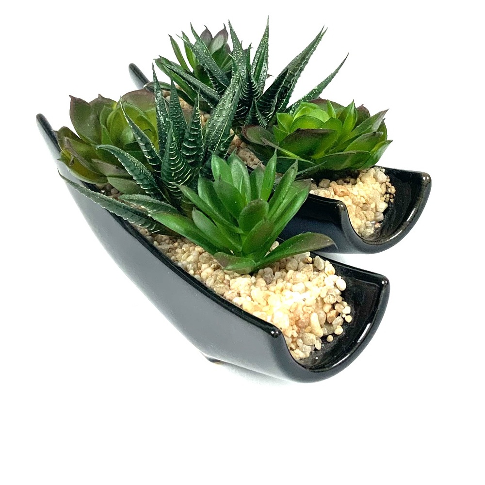 SUCCULENT & CACTUS Plants Potted in River Rocks.